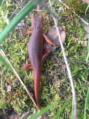 Taricha sierrae