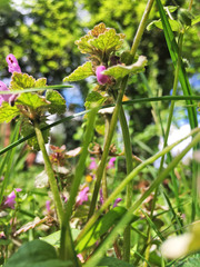 Lamium purpureum