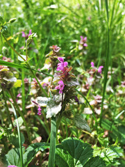 Lamium purpureum