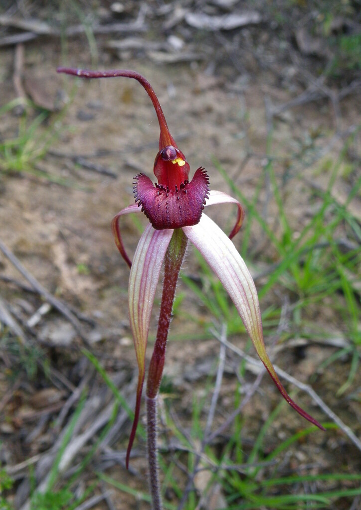 Caladenia branwhitei