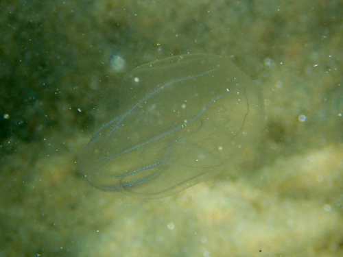 Bolinopsidae
