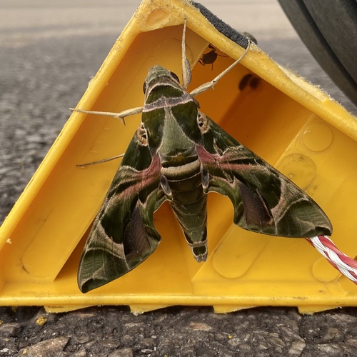 Oleander Hawkmoth