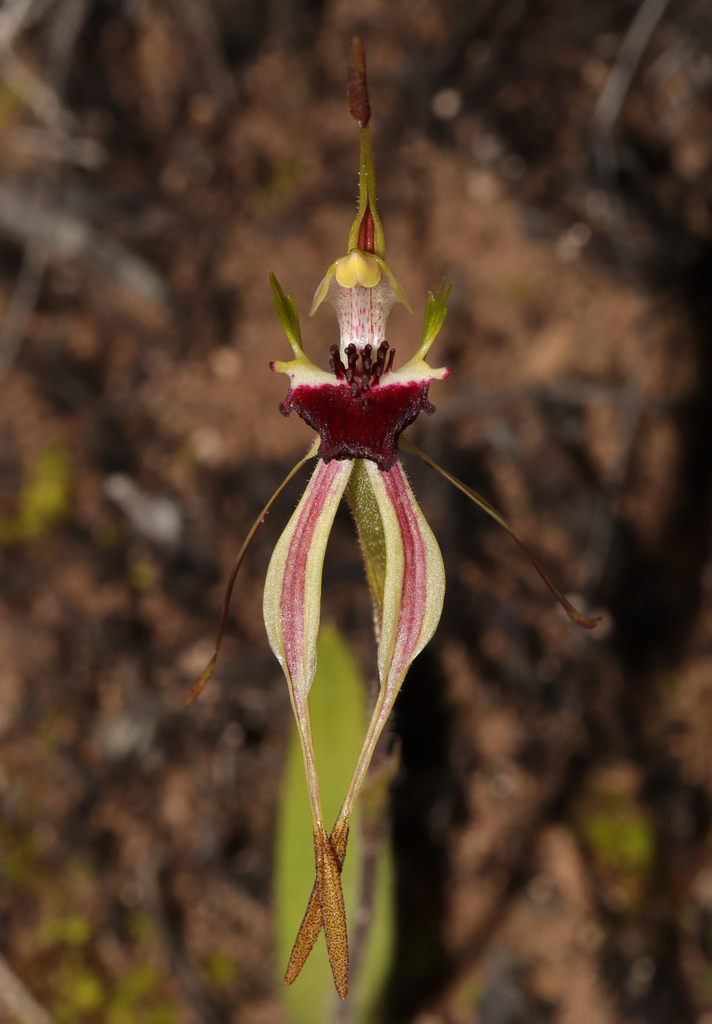 Caladenia bruniella