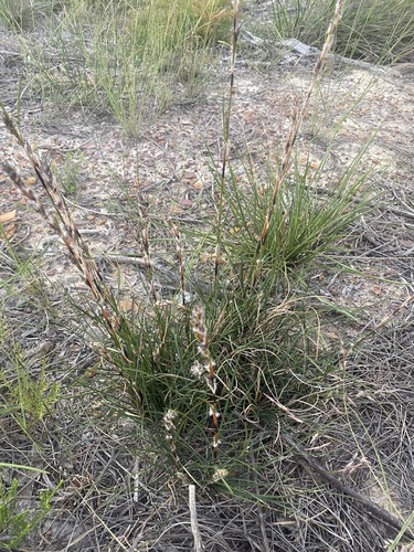 Schoenus villosus, 2024-02-09