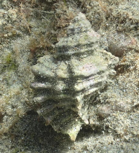 Ocenebra erinaceus