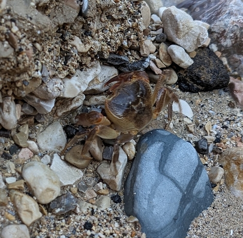 Levantine Freshwater Crab