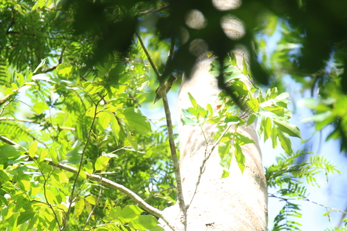 iNaturalist image