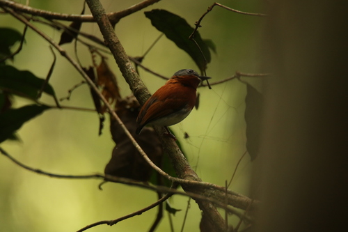 iNaturalist image