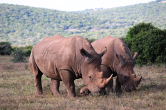 Ceratotherium simum