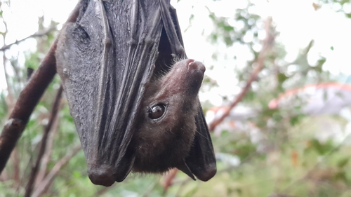 Madagascan Rousette