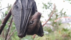 Madagascan Rousette photo 5