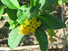 Cestrum oblongifolium