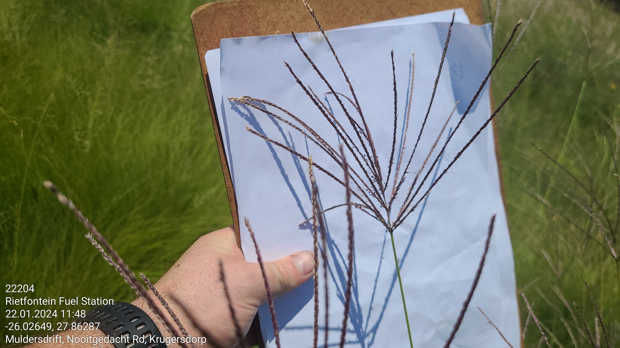 Imagem de Capim-urochloa