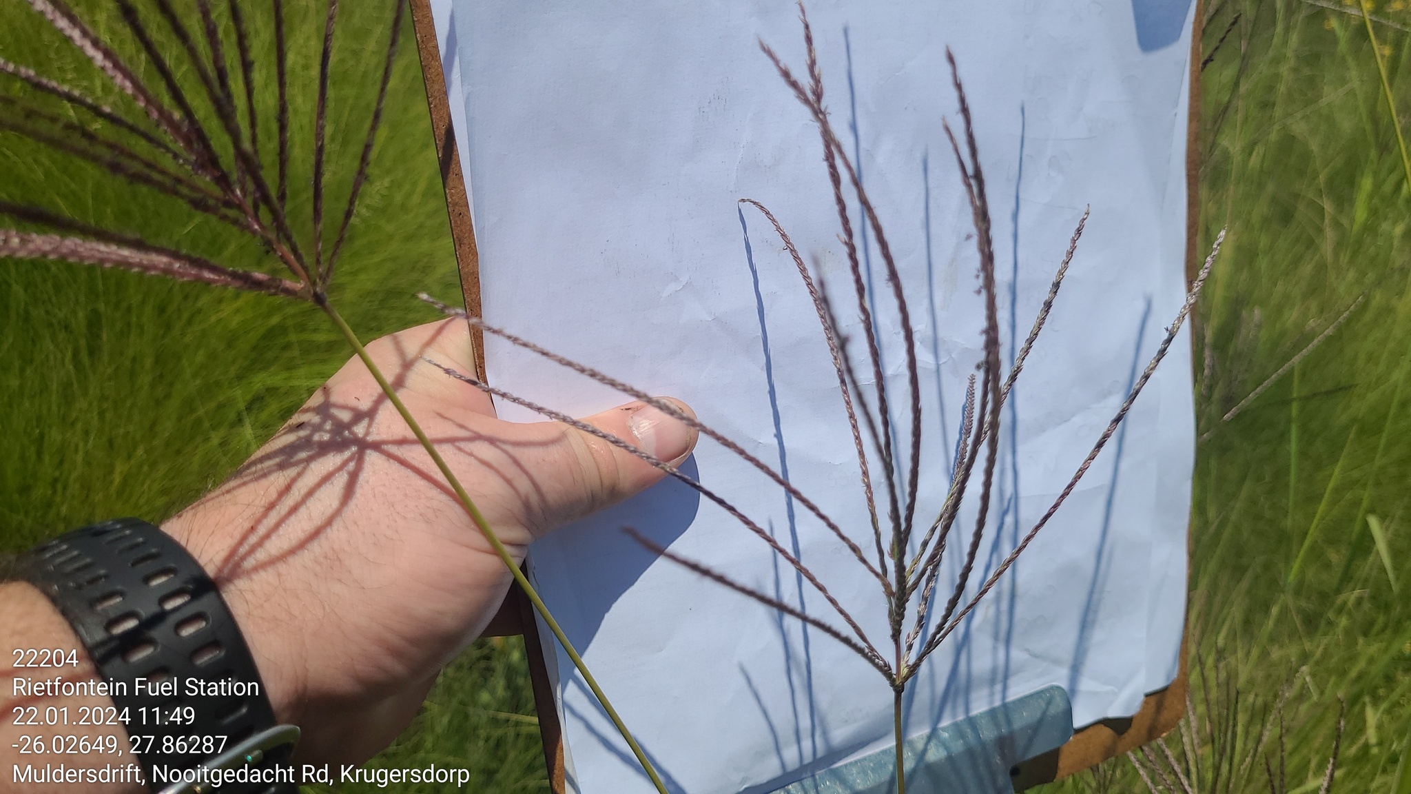 Imagem de Capim-urochloa