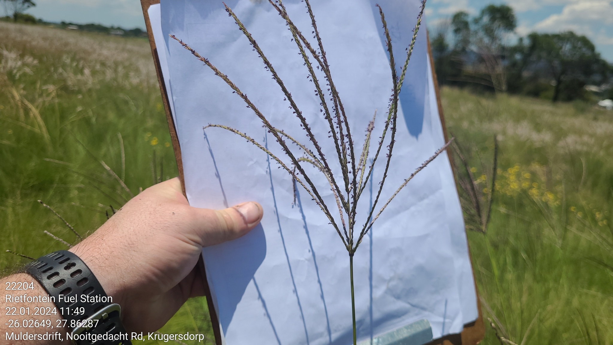 Imagem de Capim-urochloa
