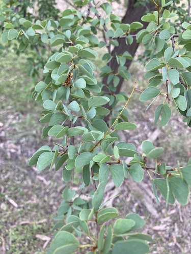 Lysiphyllum carronii, 2024-02-09