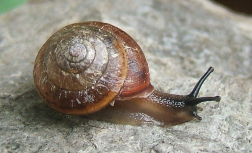 Incarnate Snail