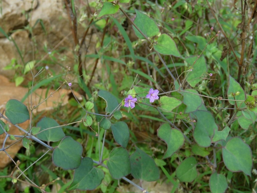 Commicarpus simonyi