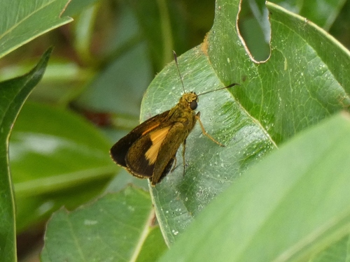 Eastern Yellow-disk Skipper