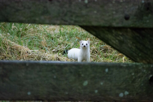 Eurasian Stoat, Nijkerk, Nederland, photo 5 of 10