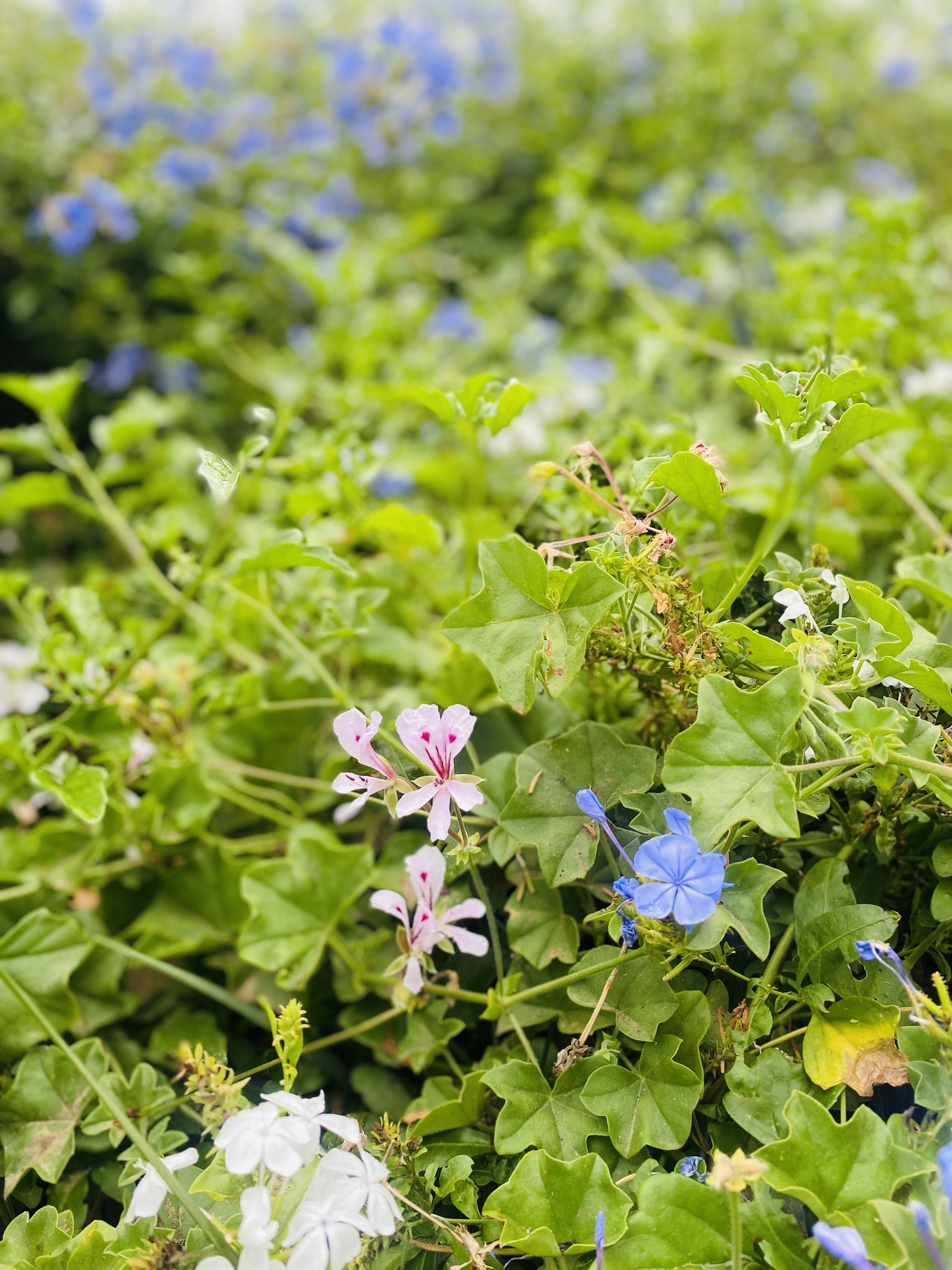 Imagem de Hera-de-flor