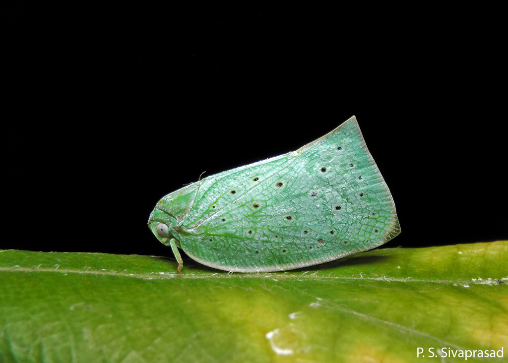 Flata stellaris