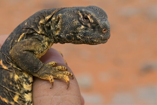 Egyptian Mastigure, Uromastyx aegyptia