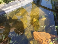 Bufotes viridis balearicus