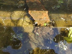 Bufotes viridis balearicus