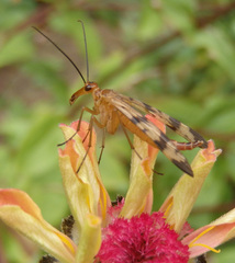 Mecoptera