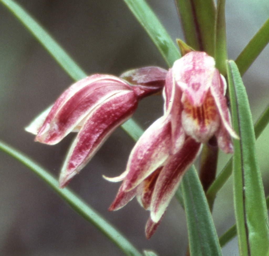 Dilochia rigida
