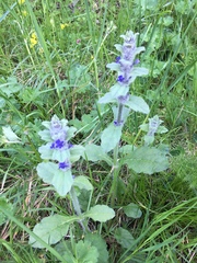 Ajuga orientalis