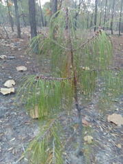 Pinus lumholtzii