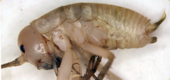 Ceuthophilus fossor