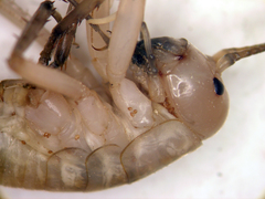 Ceuthophilus fossor