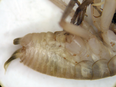 Ceuthophilus fossor
