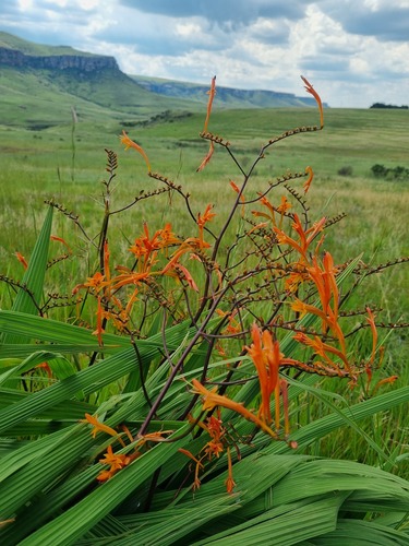 Crocosmia paniculata (Klatt) Goldblatt