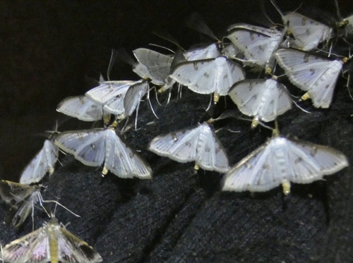 Palpita metallata