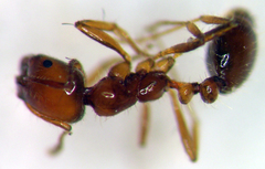 Solenopsis amblychila
