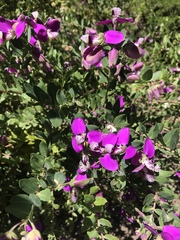 Polygala myrtifolia
