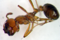 Solenopsis amblychila