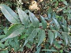 Putranjiva formosana, photograph 胡正恆(Jackson Hu), CC BY, iNaturalist via GBIF