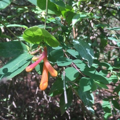 Lonicera pilosa