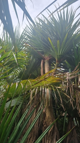 Foto de Pinheiro-de-madagascar