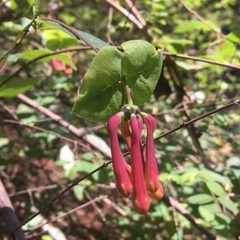 Lonicera pilosa