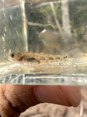 Blackline Snubnose Goby photo 2