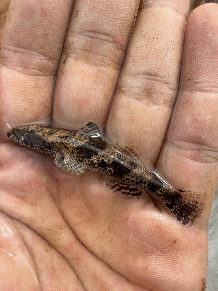 Sleepy goby (Psammogobius biocellatus)
