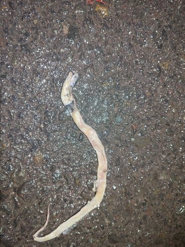 Naja sumatrana