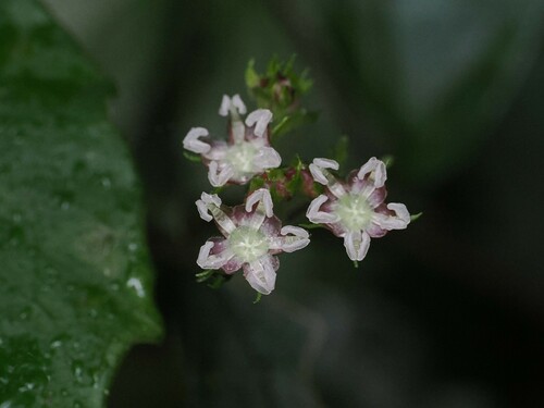 Pellionia radicans iNat (1)