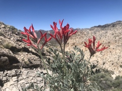 Astragalus coccineus